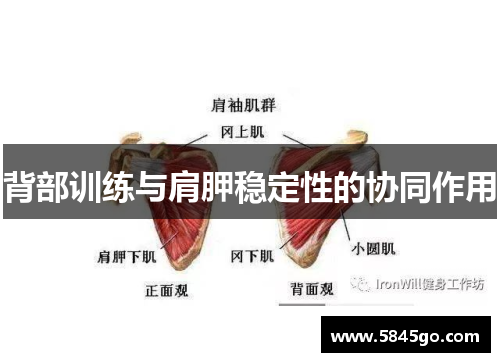 背部训练与肩胛稳定性的协同作用